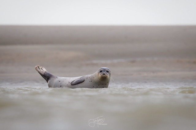 lazy seal - Phoque commun
