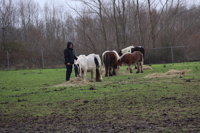 Tending Horses