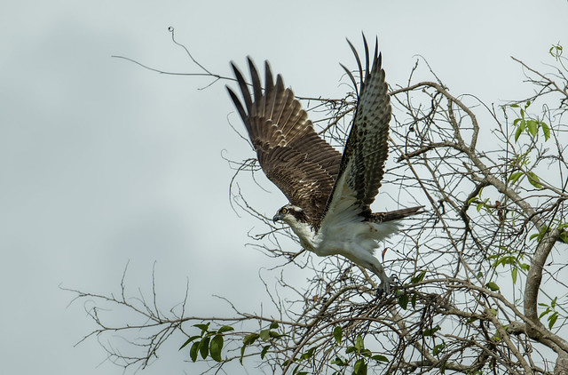 Osprey (Pandion haliaetus) taking flight