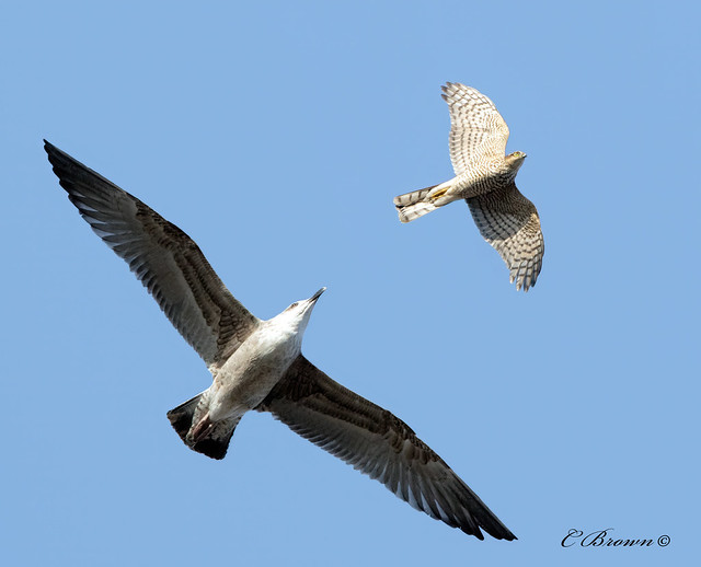 juvenile gull vs hen Eurasian Sparrowhawk  ( Accipiter nisus ) -  The Chase !