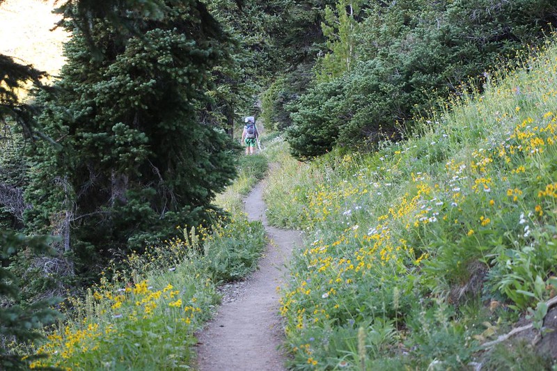 Yellow Daisies on a grassy hillside on the PCT near Slate Peak