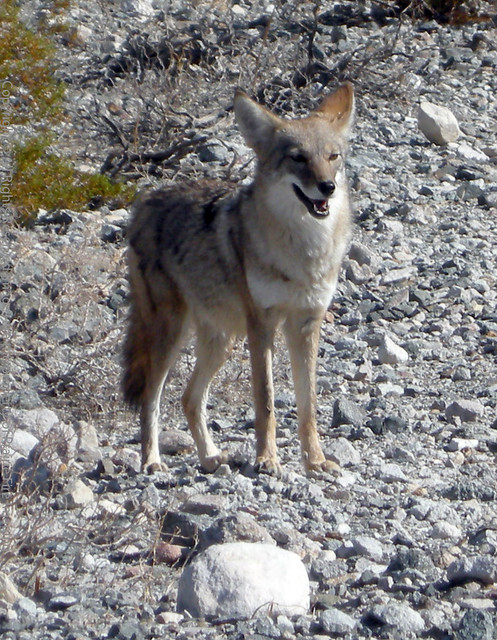 In the Very Beginning Of The World The Coyote Was More Foolish Than He Is Now - Yaqui Legend - Southern Death Valley