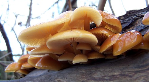 Velvet Shank Flammulina velutipes | by Bits On Twigs