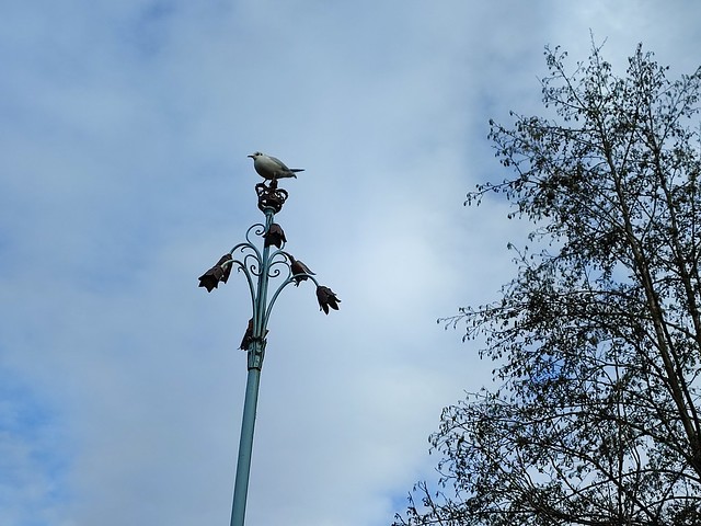 Birding in St. James's Park