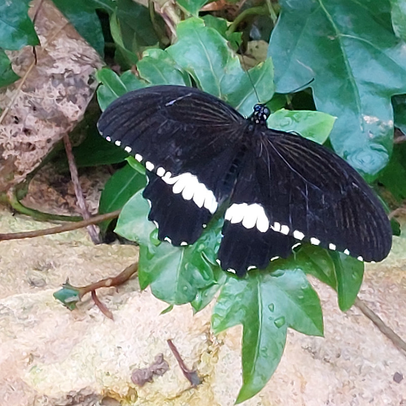 Butterflies, Stratford Butterfly Farm, Second Batch