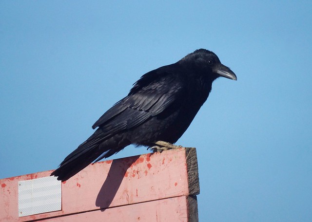 Large-billed Crow, Corvus macrorhynchos, Большеклювая ворона