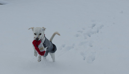 penny_in_snow-20230102-101