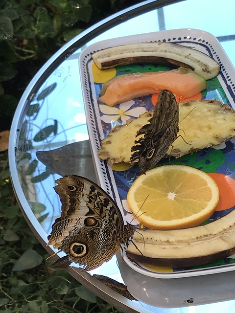 Butterflies at Hershey Gardens