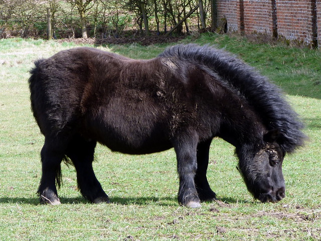 GOC: Pony (Equus ferus caballus)