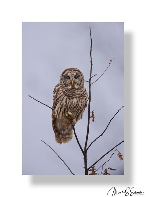 Barred Owl at Ted Shanks Conservation Area - No 1