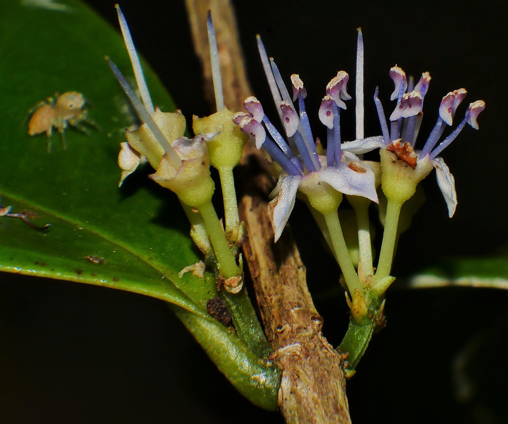 Whitsunday Cherry shrub Memecylon pauciflorum var pauciflorum Melastomataceae Mandalay rainforest Airlie Beach P1320225