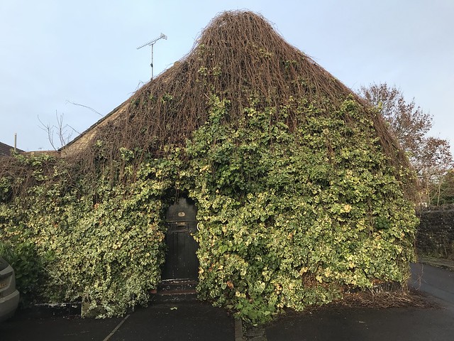 Ivy-cloaked cottage