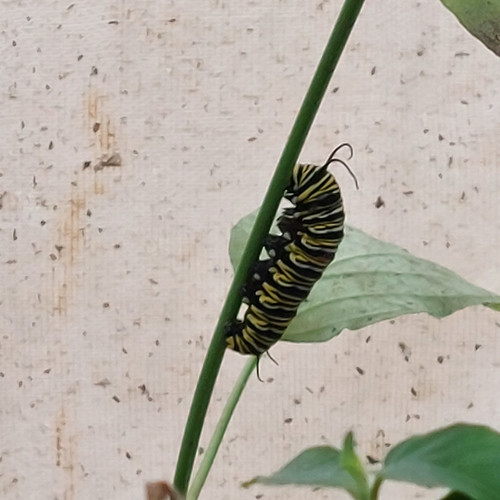 Caterpillar, Stratford Butterfly Farm
