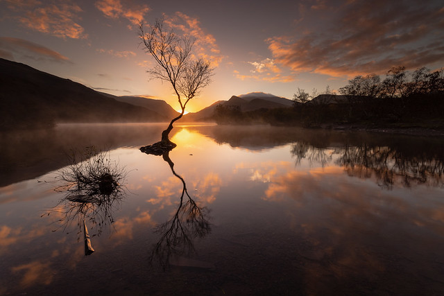 Lone Tree, Llyn Padarn at Sunrise
