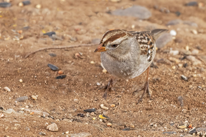 White-crowned Sparrow 06_R7_ 01-01-23