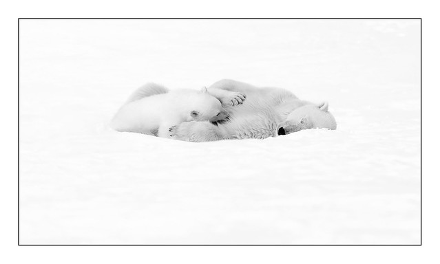 Polar Bear B&W 10