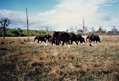 Elephants, Bumi Hills, Oct. 1988