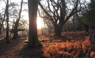 New Forest NP, Hampshire, UK