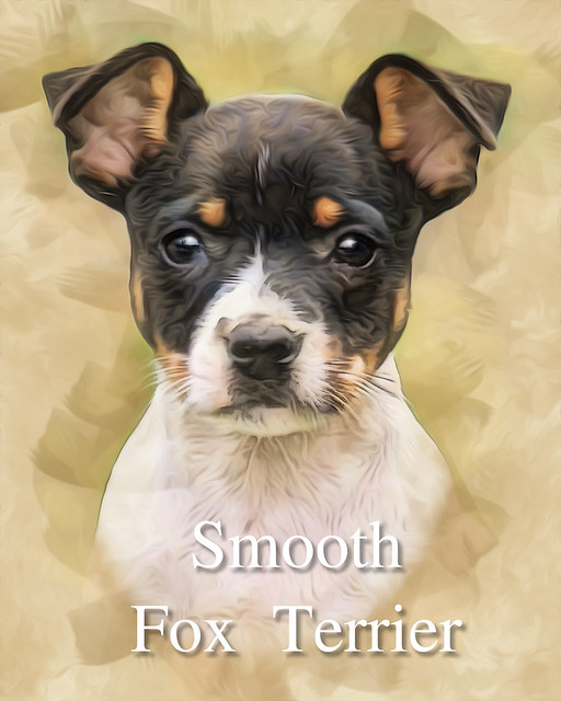 Smooth Fox Terrier - Digital Art