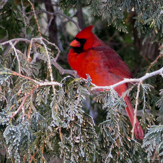 Cardinal in Winter - Cardinal en hiver