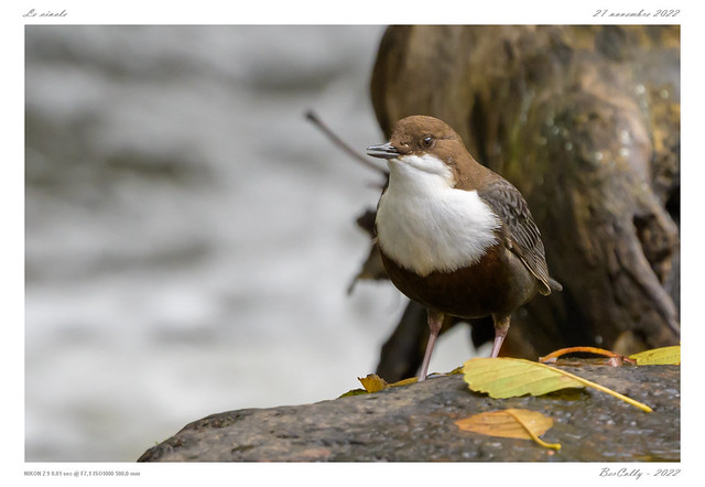Le cincle | White-throated Dipper