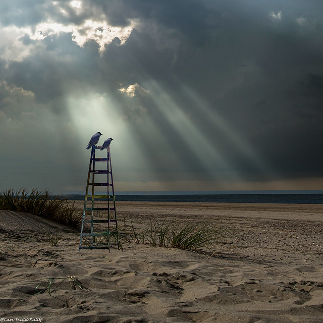 Kråkor på stege på en strand