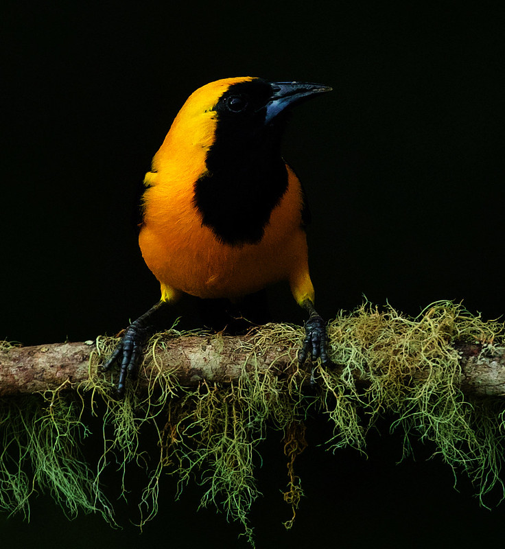 Yellow-backed Oriole_Icterus chrysater_Ascanio_Colombia_DZ3A1063