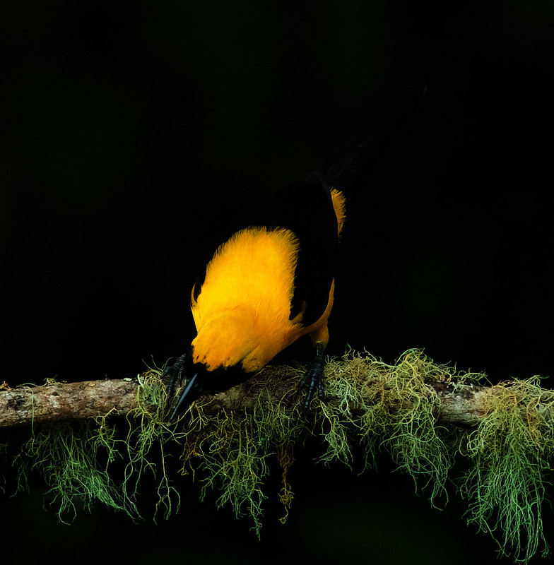 Yellow-backed Oriole_Icterus chrysater_Ascanio_Colombia_DZ3A1062