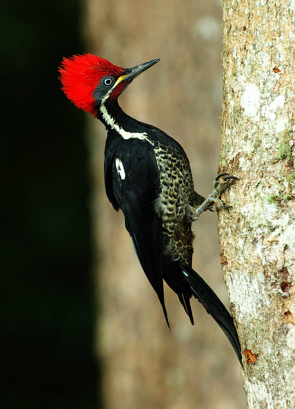 Lineated Woodpecker_Dryocopus lineatus_Ascanio_Colombia_DZ3A1522