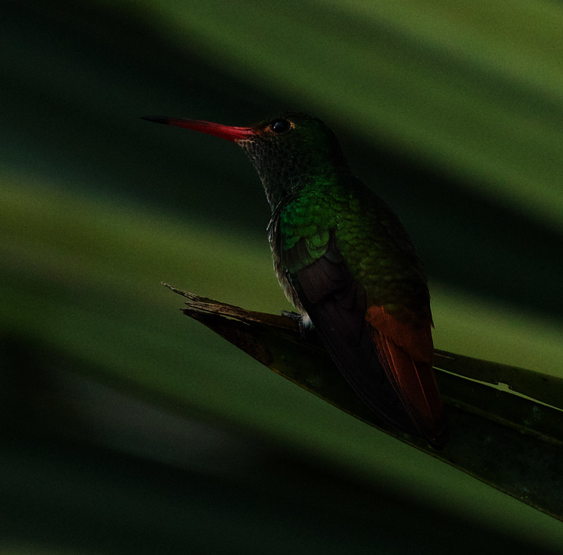 Rufous-tailed Hummingbird_Amazilia tzacatl_Ascanio_Colombia_DZ3A1078
