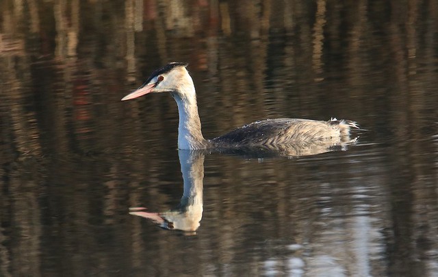 Great Crested Grebe in Winter Plumage - Whelford Pools