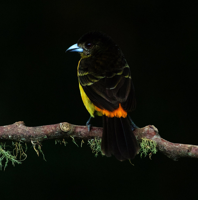 Flame-rumped Tanager_Ramphocelus flammigerus_Ascanio_Colombia_DZ3A0629