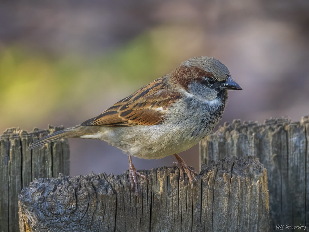 Sparrow On The Fence
