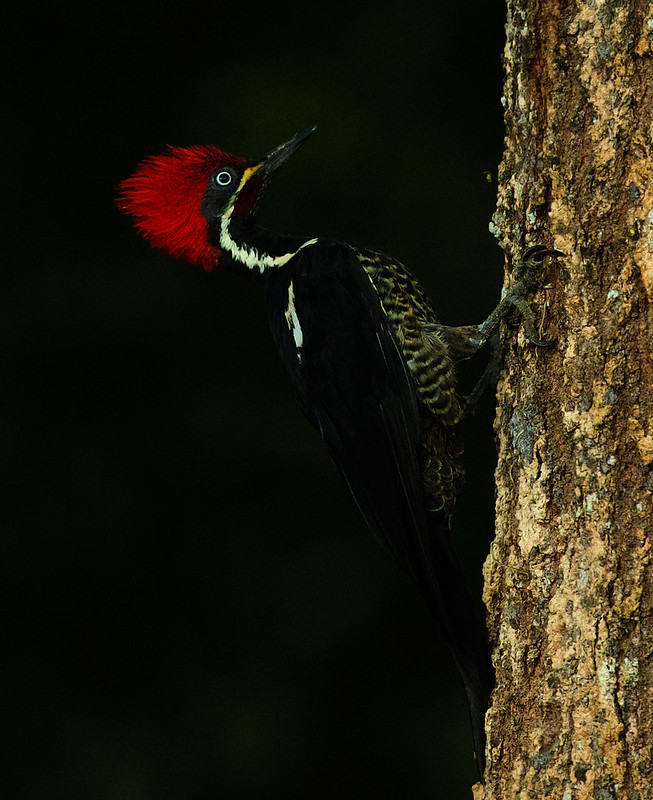 Lineated Woodpecker_Dryocopus lineatus_Ascanio_Colombia_DZ3A1528