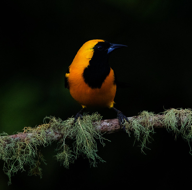 Yellow-backed Oriole_Icterus chrysater_Ascanio_Colombia_DZ3A0513