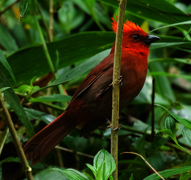 Crested Ant-Tanager_Habia cristata_Ascanio_Colombia_DZ3A1750