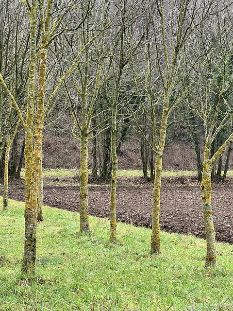 Trees near Travesio