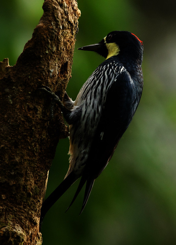 Acorn Woodpecker_Melanerpes formicivorus_Ascanio_Colombia_DZ3A1131