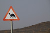 Občas se velbloud uprostřed silnice objeví, foto: Petr Nejedlý