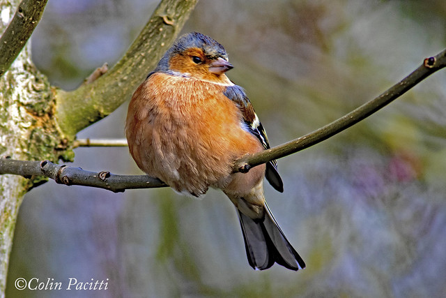 chaffinch on display
