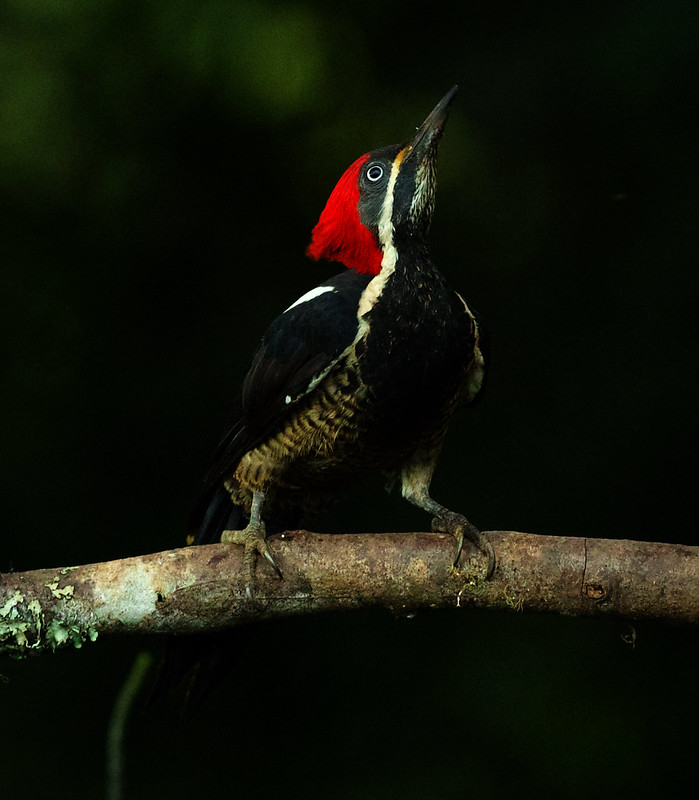 Lineated Woodpecker_Dryocopus lineatus_Ascanio_Colombia_DZ3A1123