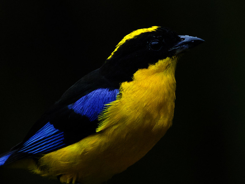 Blue-winged Mountain-Tanager_Anisognathus somptuosus_Ascanio_Colombia_DZ3A0790