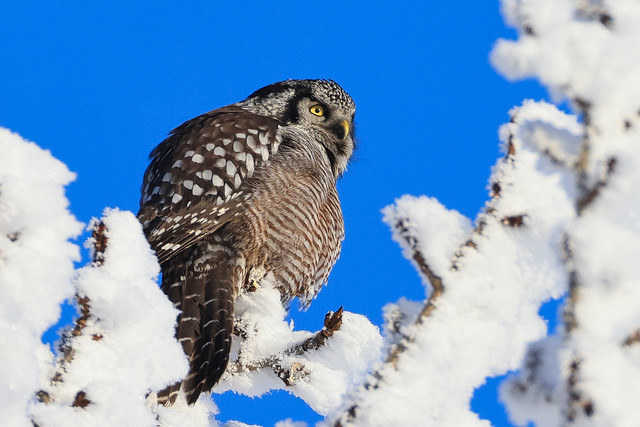 Northern Hawk Owl. Northern Alberta.