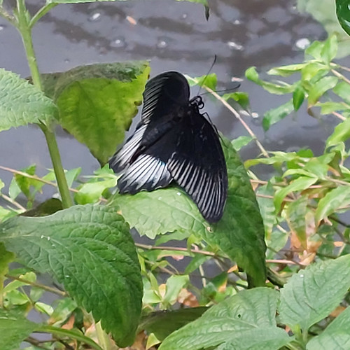 Butterflies, Stratford Butterfly Farm, Fourth Batch