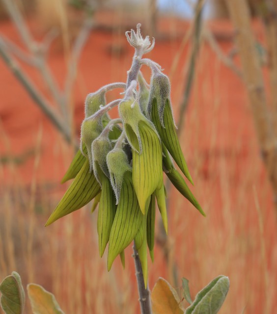 Crotalaria cunninghamii, Carnavon Bird Flower