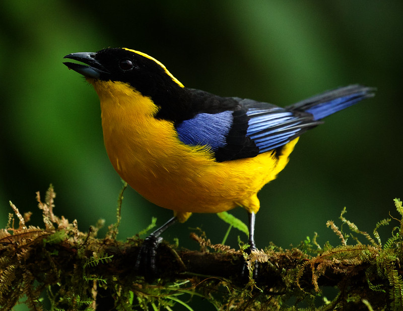 Blue-winged Mountain-Tanager_Anisognathus somptuosus_Ascanio_Colombia_DZ3A1198