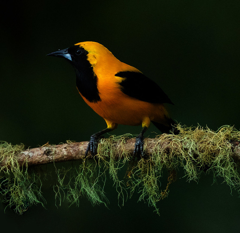 Yellow-backed Oriole_Icterus chrysater_Ascanio_Colombia_DZ3A1067