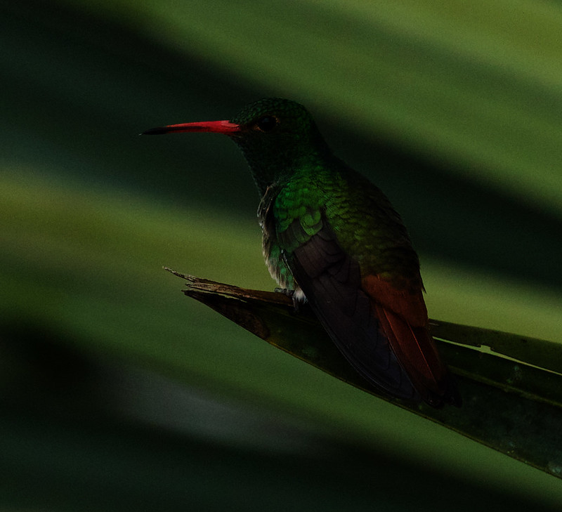 Rufous-tailed Hummingbird_Amazilia tzacatl_Ascanio_Colombia_DZ3A1079