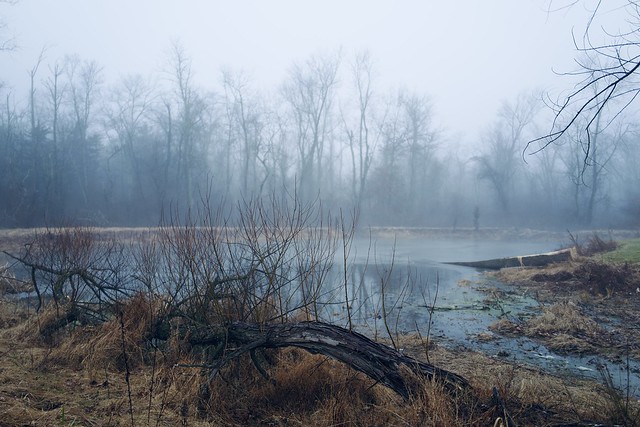 Fog on the pond
