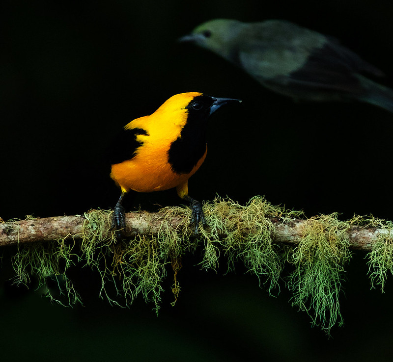 Yellow-backed Oriole_Icterus chrysater_Ascanio_Colombia_DZ3A1059